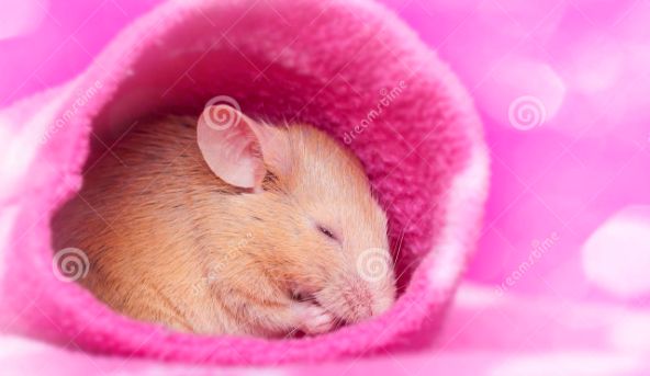 source of image: https://thumbs.dreamstime.com/x/cute-little-mouse-sleeping-33226420.jpg