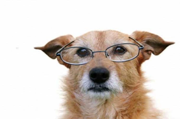 source of image: http://www.thedogfiles.com/wp-content/uploads/2010/08/old-dog-glasses.jpg