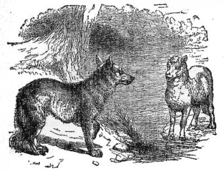 source of image: http://www.litscape.com/images/Aesop/The_Wolf_And_The_Lamb.jpg