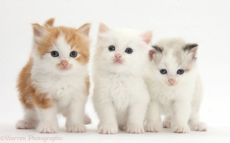 source of image: http://www.warrenphotographic.co.uk/photography/bigs/27856-White-colourpoint-and-ginger-and-white-kittens-white-background.jpg